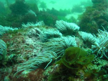 Anemones. San Amaro, A Coruña, Spain. Olympus C5050. The ... by Ramón Núñez Orjales 